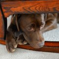 敏感な犬は飼い主の…