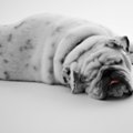 犬の肥満細胞腫につ…