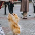 愛犬が興奮している…