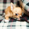 犬猫を売らない！ペ…