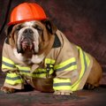 犬が『火事』を引き…