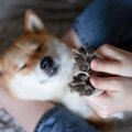 犬に『人間用のハン…