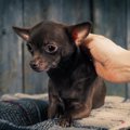犬が懐いてくれない…