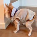 17歳の老犬が『認知…