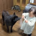 赤ちゃんに鶏肉をも…