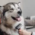犬に絶対してはいけ…