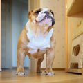 愛犬が部屋の中でク…