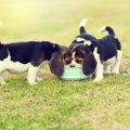 犬にNGなドッグフー…