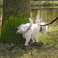 犬の包皮炎とは？原…