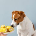 犬に『トウモロコシ…