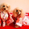 「ひな祭り」の主役…