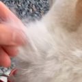 ズボズボ抜ける柴犬…