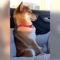 犬と車に乗っていた…