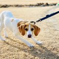 愛犬が急に動かなく…
