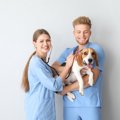 犬が『横座り』する…