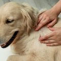 愛犬の体に『できも…