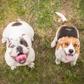 犬の保育園ってどん…