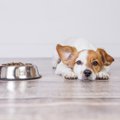 犬がご飯をだらだら…