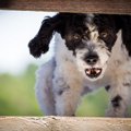 犬が『大嫌いな人』…