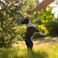 犬の『二足歩行』が…