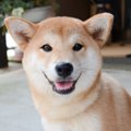 犬を初めて飼う時に…