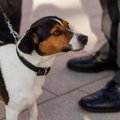 人が犬に挨拶をする…