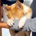 『いないいないばあ…