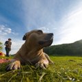 ピットブル犬（アメ…