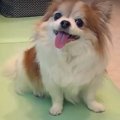 なでて～♪知らない人…