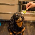 犬にも大丈夫！２月…