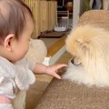 赤ちゃんと犬が一緒…
