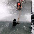 真冬の凍った川に犬…