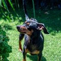 犬がしていたら今す…