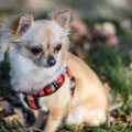 犬の血便がゼリー状…