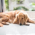 犬が飼い主と『目を…