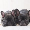 子犬の下痢 原因と対…