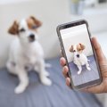 犬が怖がる意外なも…