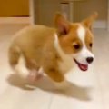 赤ちゃん犬と『追い…