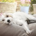犬の不安感が増して…