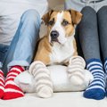 犬が肉球クリームを…