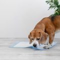 成犬からできる『ト…
