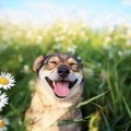『幸福度が高い犬』…