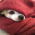犬のアレルギー検査…