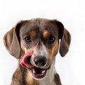犬のご飯でしてはい…
