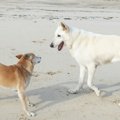 去勢したオスはオス…