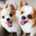『吠えやすい』と言…