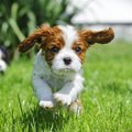 活用したい犬のため…