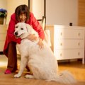 犬が飼い主に抱っこ…