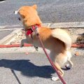 犬の後ろから突然『…