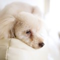 老犬の痙攣に慌てな…